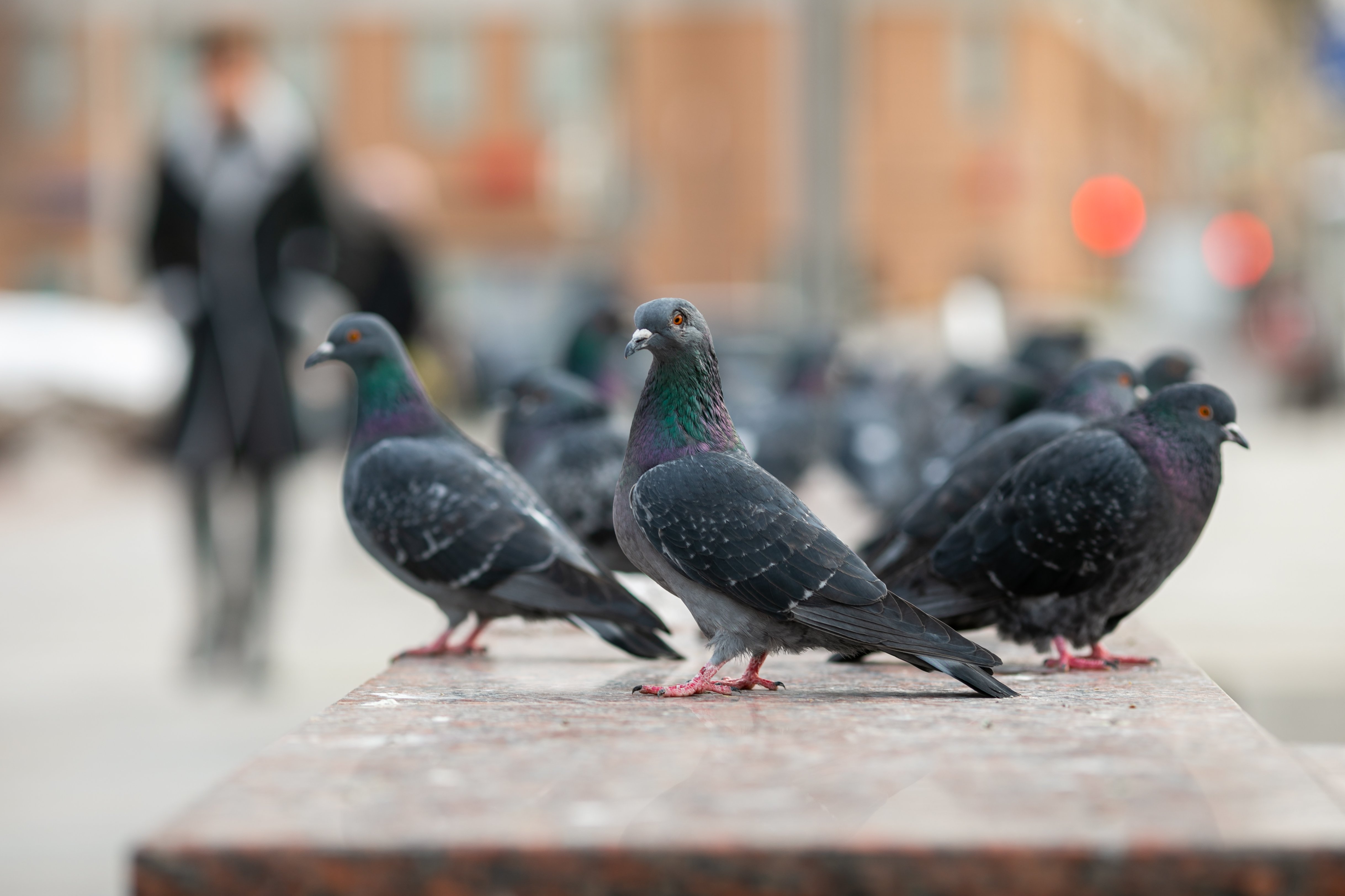 flock-of-pigeons-2023-01-14-02-59-27-utc