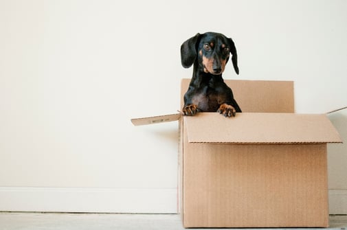 small dog in a cardboard box