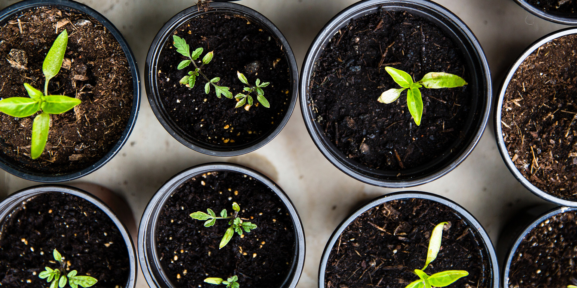 What is the new Help to Grow scheme?