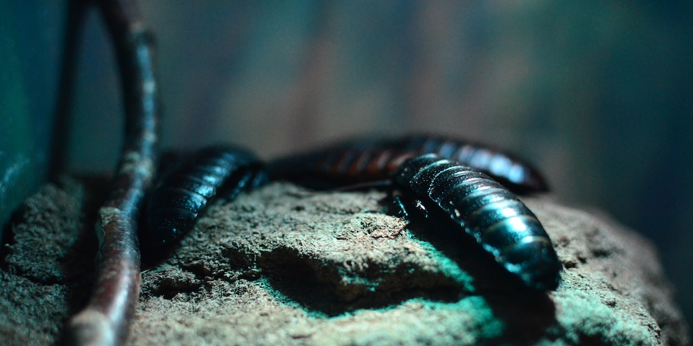 7 Worst Cases of Pest Infestations in Uk Homes (Warning – Skin-crawling Content Inside)